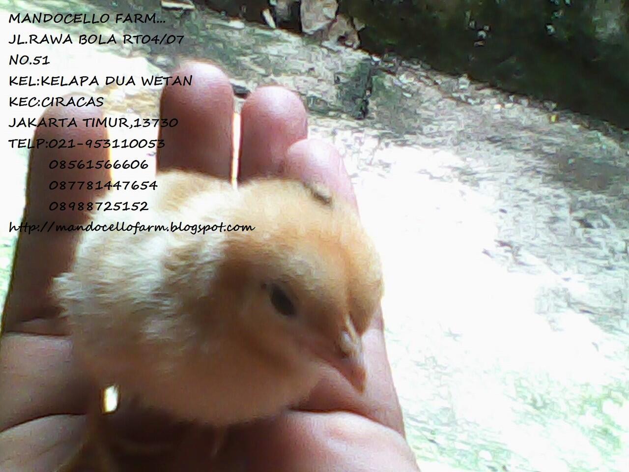 Ayam Cemani Asli Untuk Syarat Ritual