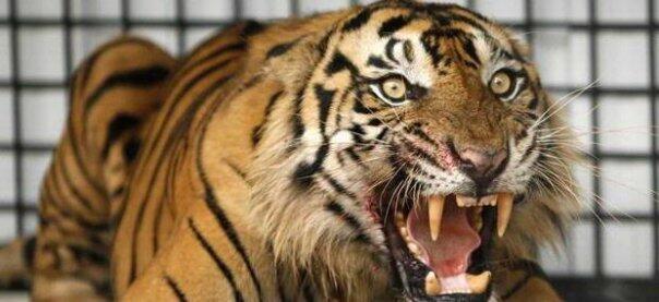 jenis jenis macan yang mugkin masih ditemukan dihutan indonesia