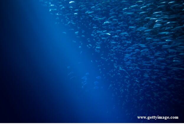 Ekspor Perikanan Sumatera Utara Mencapai US$ 235,805 Juta