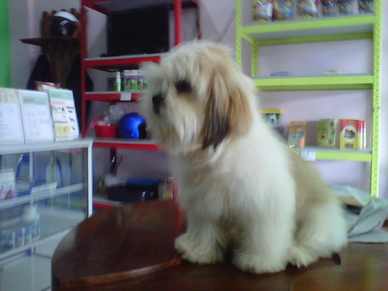 Terjual Anjing Shitzu Kaskus