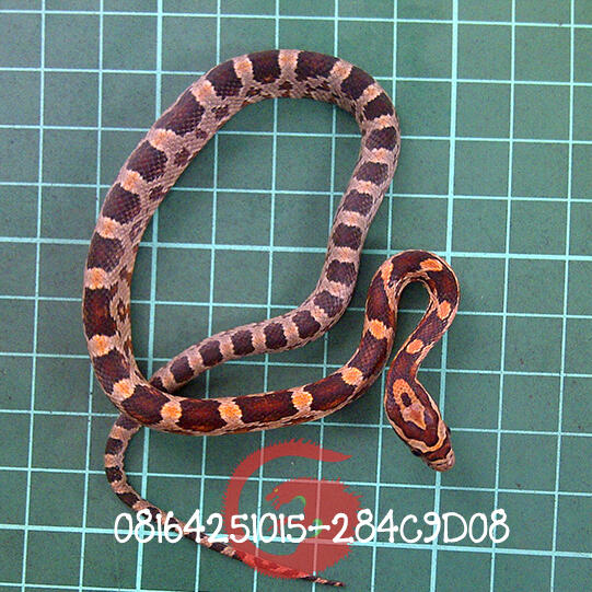 corn snake baby
