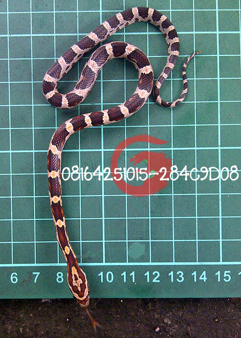 corn snake baby