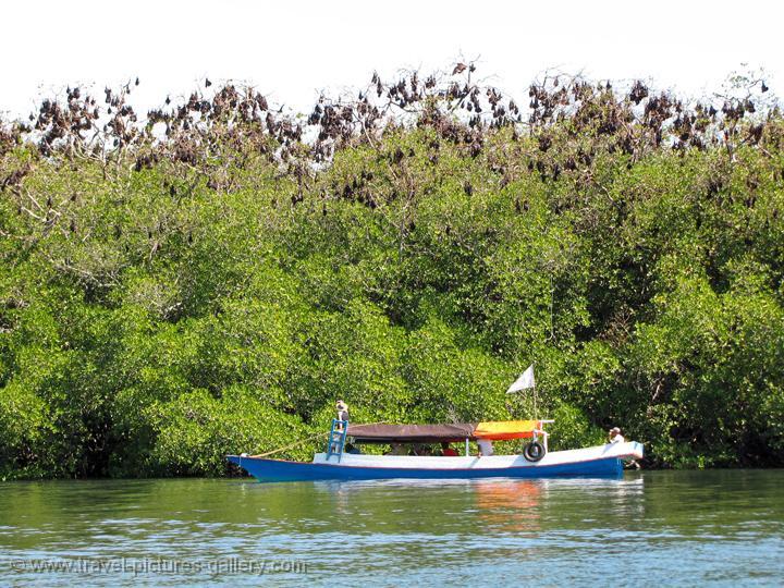 NAMA PULAU SESUAI DENGAN HEWAN PENGHUNINYA