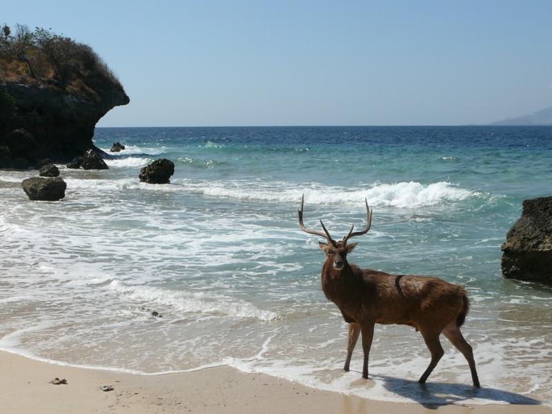 NAMA PULAU SESUAI DENGAN HEWAN PENGHUNINYA
