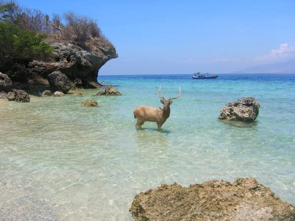 NAMA PULAU SESUAI DENGAN HEWAN PENGHUNINYA