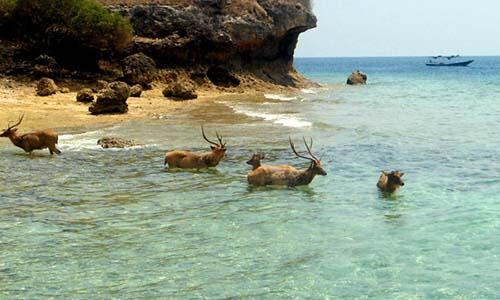 NAMA PULAU SESUAI DENGAN HEWAN PENGHUNINYA