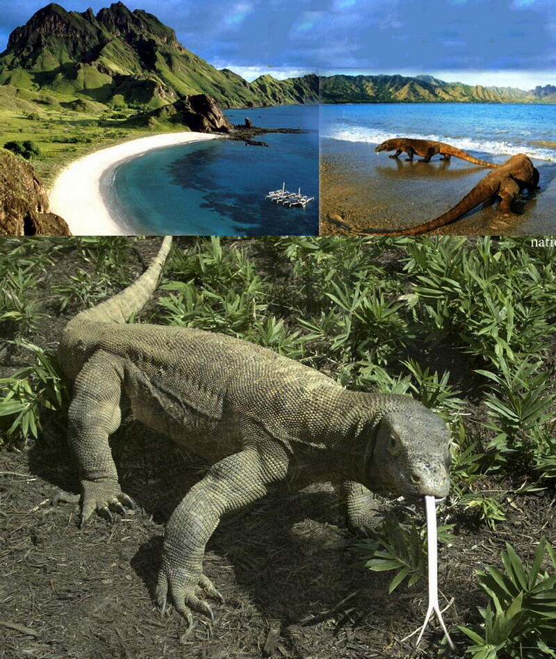 NAMA PULAU SESUAI DENGAN HEWAN PENGHUNINYA