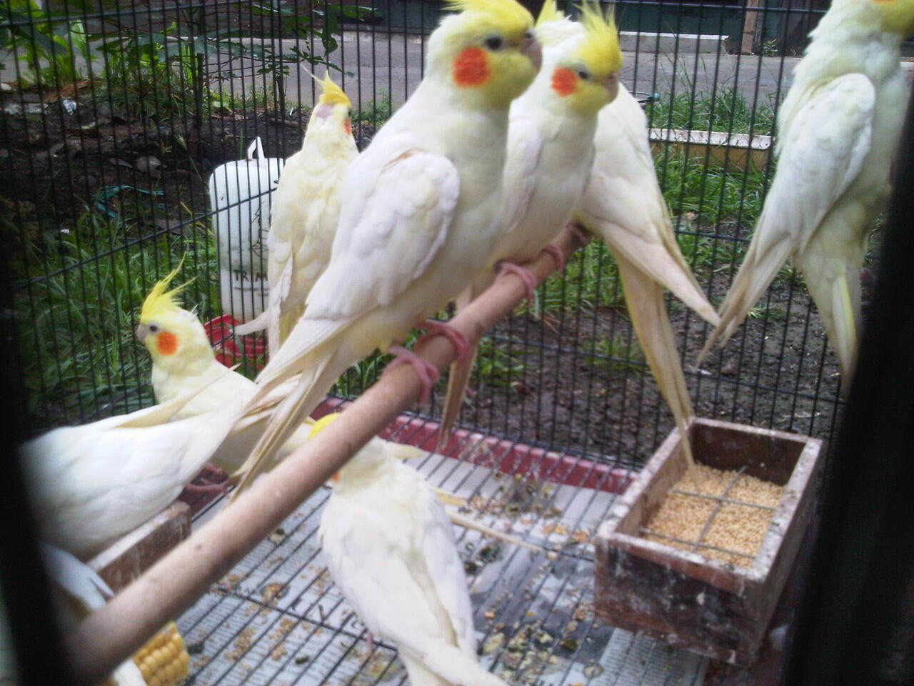 Jual Beli Burung Falk Semarang