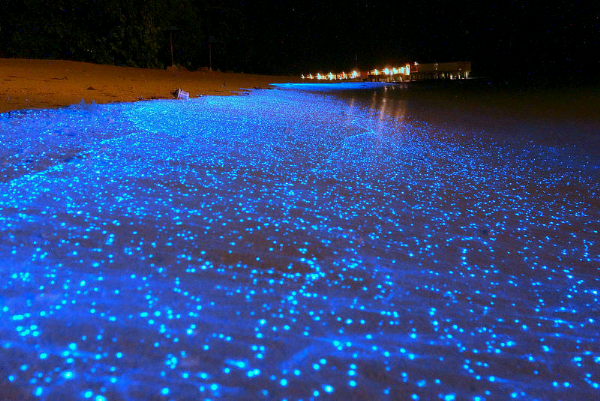 &#91;Foto&#93; Kumpulan Plankton Bikin Pantai Maladewa 'Menyala'&quot;