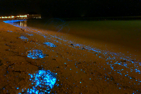 &#91;Foto&#93; Kumpulan Plankton Bikin Pantai Maladewa 'Menyala'&quot;