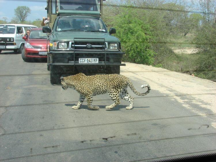 Jalan-jalan Ke Taman Nasional Kruger yuk, Gan!