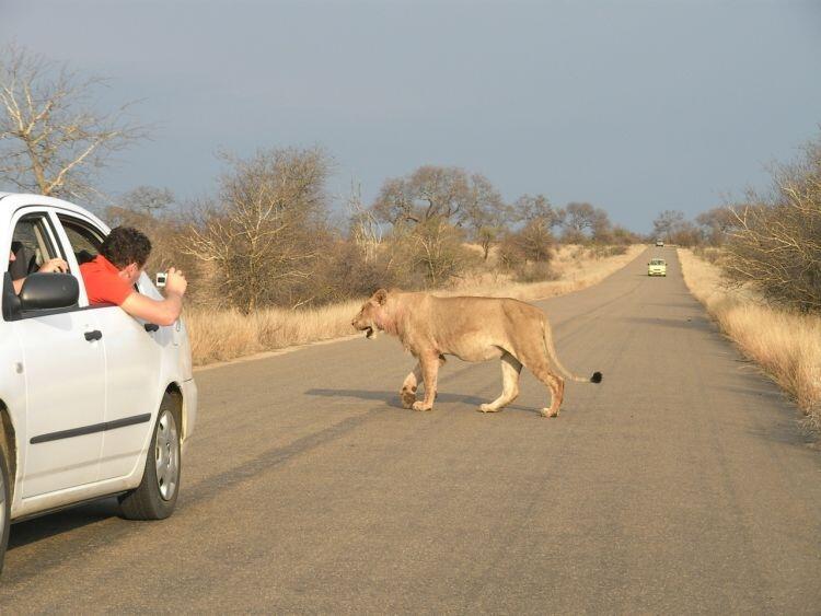 Jalan-Jalan ke Taman Nasional Kruger Afrika, yuk!