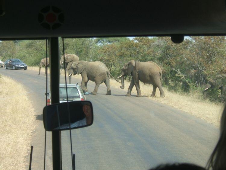 Jalan-Jalan ke Taman Nasional Kruger Afrika, yuk!