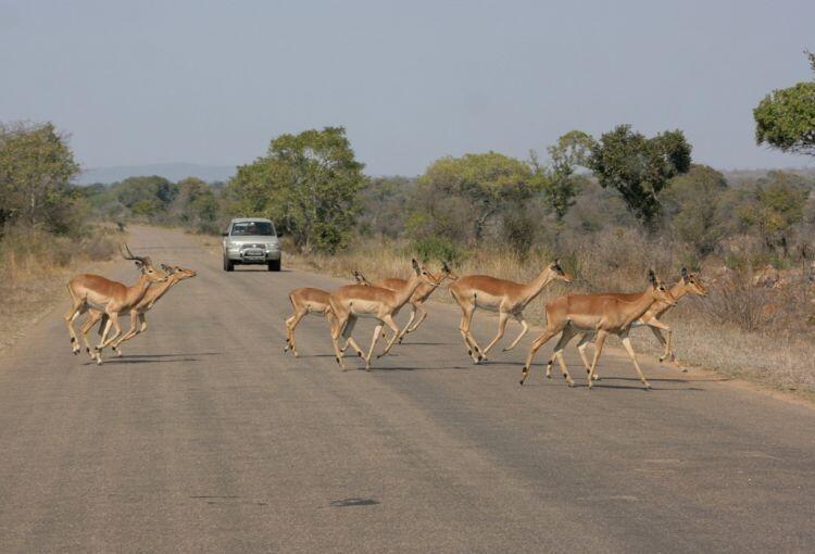 Jalan-Jalan ke Taman Nasional Kruger Afrika, yuk!