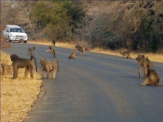 Jalan-Jalan ke Taman Nasional Kruger Afrika, yuk!