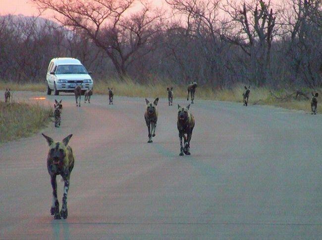 Jalan-jalan Ke Taman Nasional Kruger yuk, Gan!