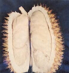 Tip &amp; Trik Memilih Durian / Duren