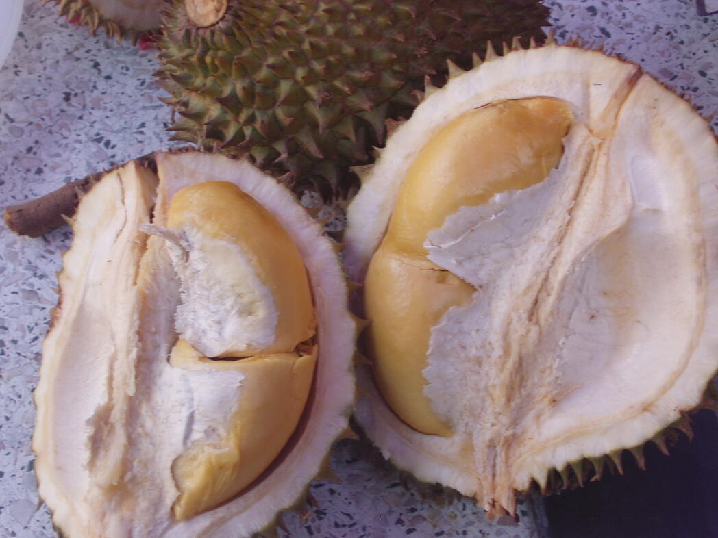 Tip &amp; Trik Memilih Durian / Duren