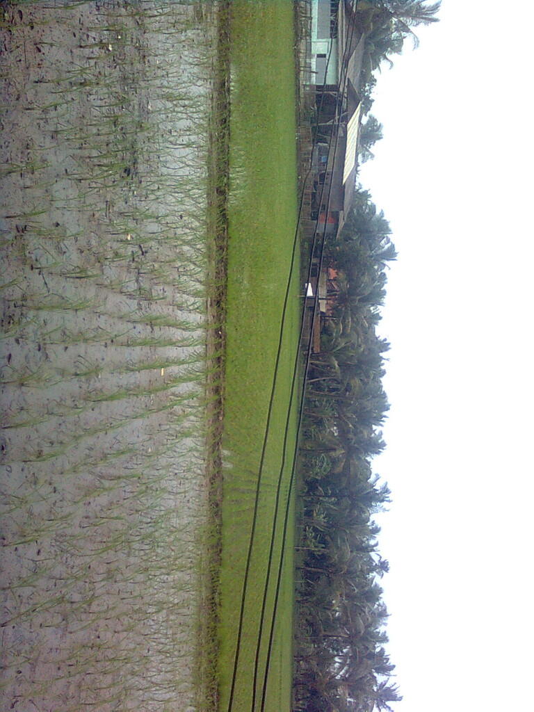 Investasi Sawah