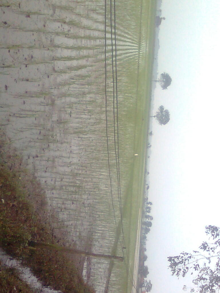 Investasi Sawah
