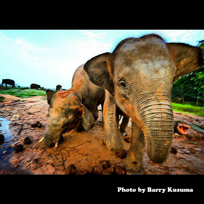 Way Kambas Taman Nasional Tertua di Indonesia.