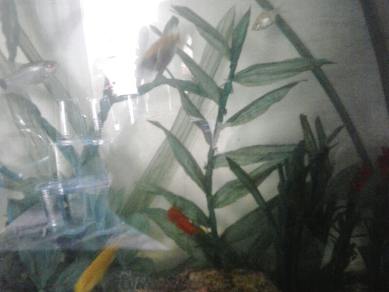 aquariud kreatif buatan adek ane gan