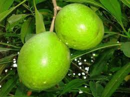 Manchineel, pohon paling beracun di dunia