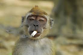 DOKTER rokok,,, 