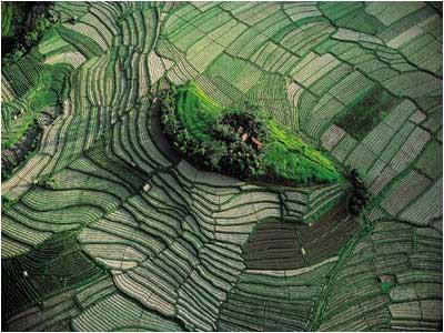 8 PEMANDANGAN SAWAH TERDAHSYAT DI DUNIA