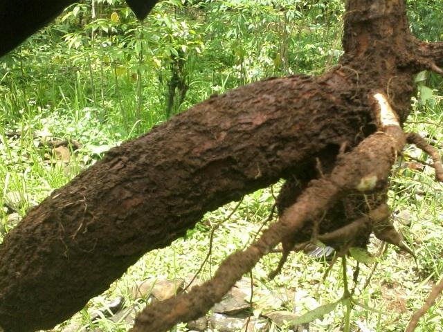 Enak aja nanem di tanah orang.....