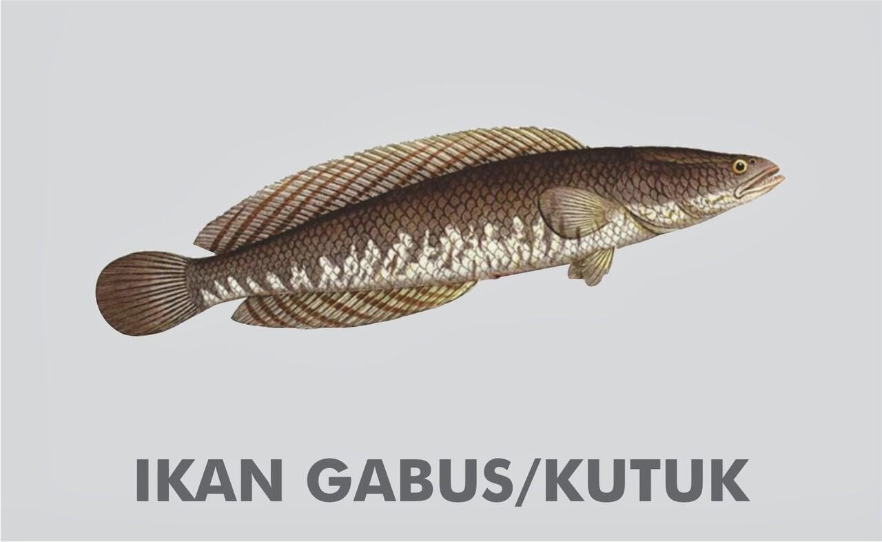 KEAJAIBAN IKAN GABUS!!! Memiliki Kadar Protein Albumin Tertinggi Gan! -PENELITIAN-