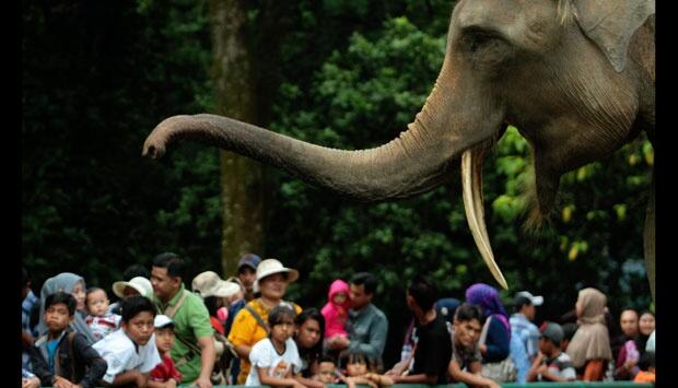 ( Gubernur Monyet ) Jokowi Setuju Satwa Ragunan Dapat Hari Libur