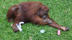 Orangutan di kebun binatang Indonesia merokok