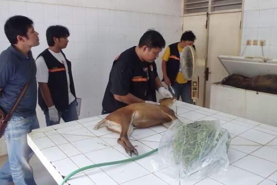Giliran Kijang KBS Ditemukan Mati