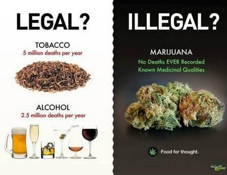 Mengapa GANJA ilegal? inilah jawabannya.. &#91;yang suka masuk&#93;