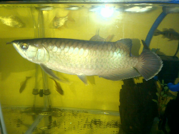 Terjual WTS Ikan Arwana / Arowana Red Banjar 30cm (Jual ...