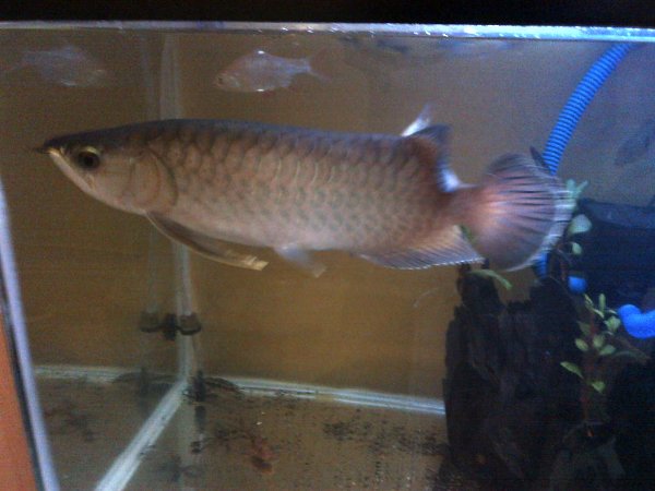 Terjual WTS Ikan Arwana Arowana Red Banjar 30cm Jual 