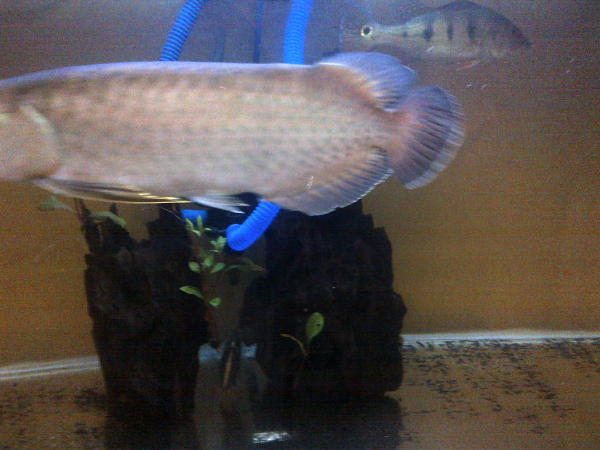 Terjual WTS Ikan Arwana / Arowana Red Banjar 30cm (Jual ...