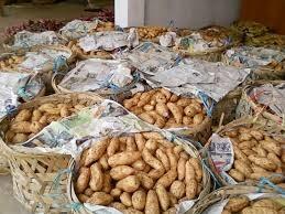 Peluang Usaha Menjadi Agen Ubi Cilembu