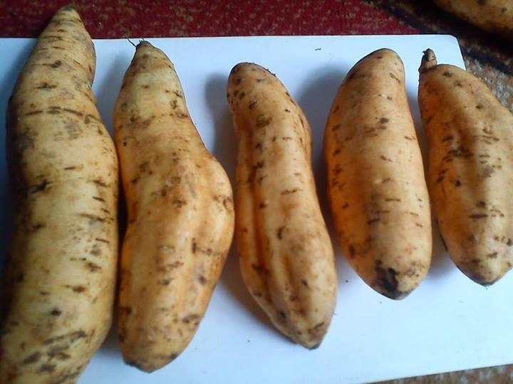 Peluang Usaha Menjadi Agen Ubi Cilembu