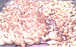 Peluang Usaha Menjadi Agen Ubi Cilembu