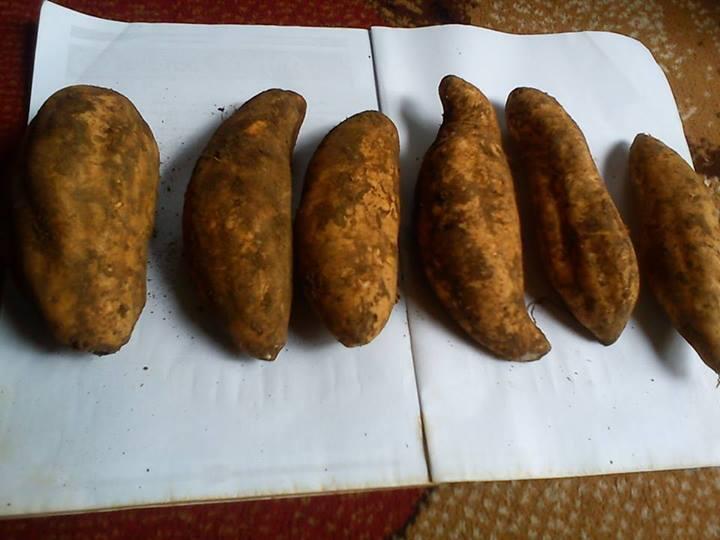 PELUANG USAHA BISNIS UBI CILEMBU