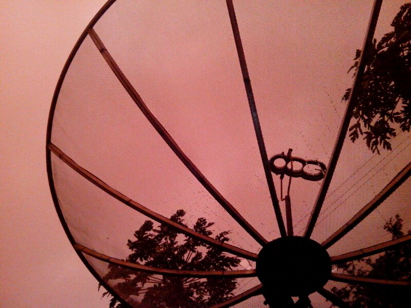 shoot pemula (red cloud)