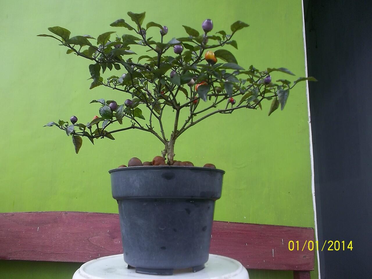 Penampakan cabe rawit warna warni