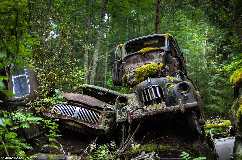 Mobil Yang Ditinggalkan Para Prajurit Perang Dunia Kedua 'Mati' Berkarat di Hutan