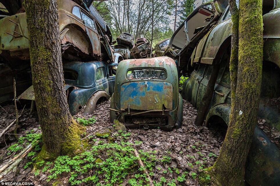 Mobil Yang Ditinggalkan Para Prajurit Perang Dunia Kedua 'Mati' Berkarat di Hutan