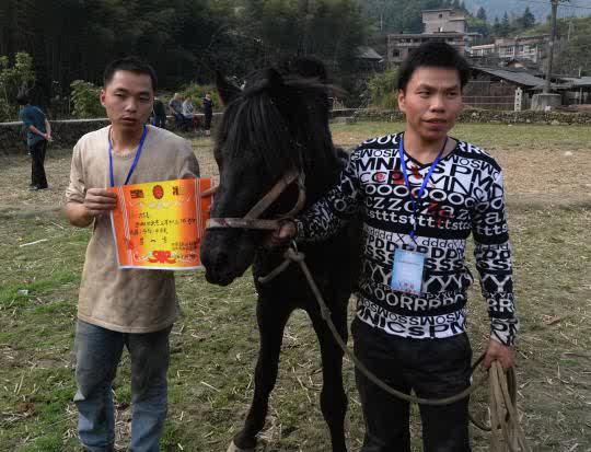 kompetisi gulat kuda di China