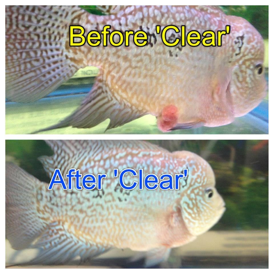 terjual clear bacta pelet help goldenvit powerpink terjual clear bacta pelet help goldenvit powerpink