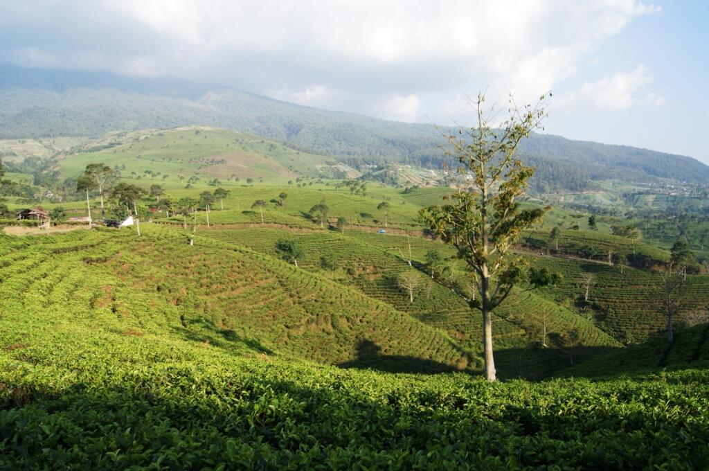 Menikmati Sejuknya Kebun Teh Kemuning di Ngargoyoso 