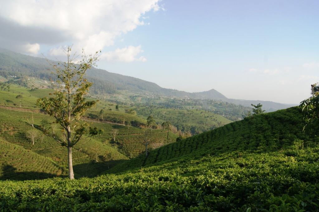 Menikmati Sejuknya Kebun Teh Kemuning di Ngargoyoso 